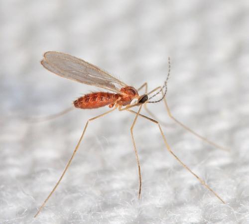 Réf. 181 258 : Cecidomyiinae inconnu